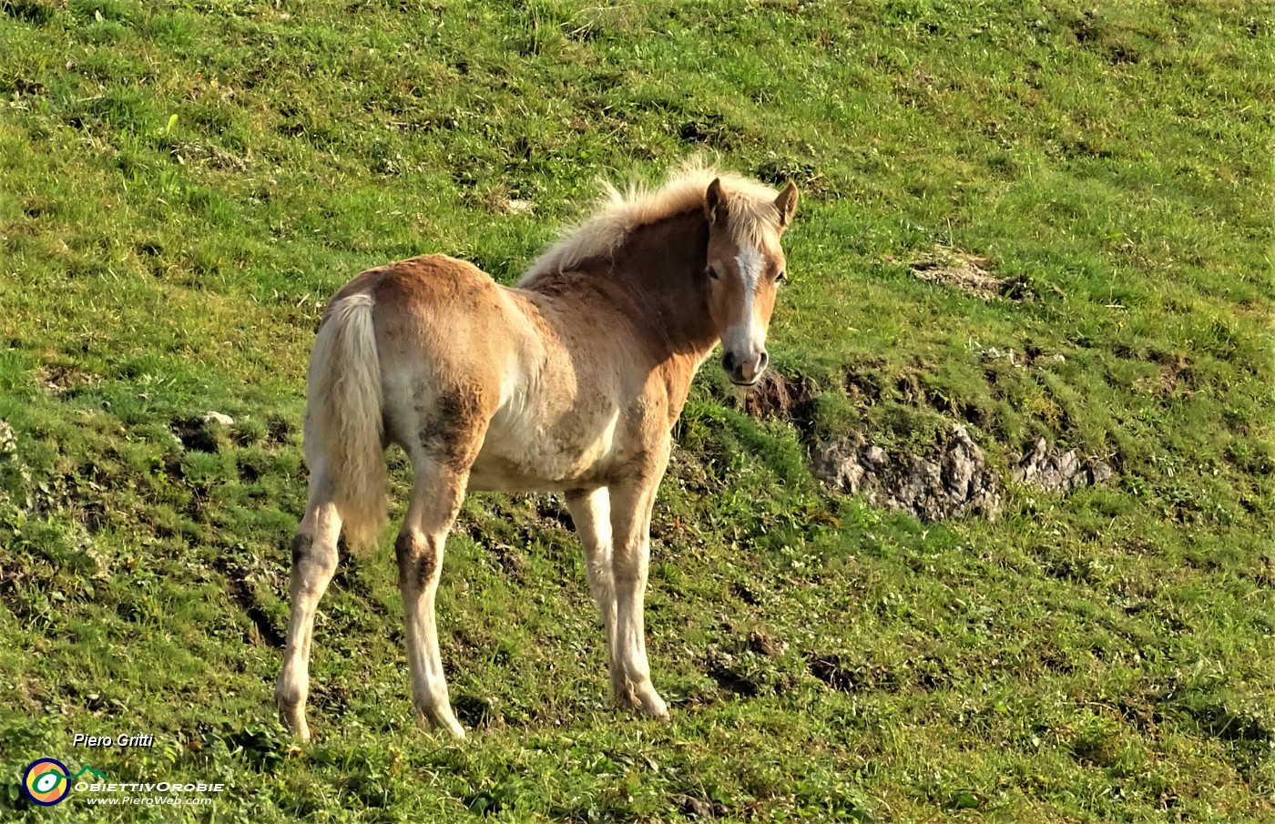 11 Cavallino mi osserva incuriosito.JPG